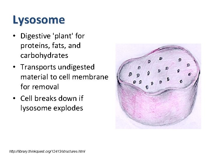 Lysosome • Digestive 'plant' for proteins, fats, and carbohydrates • Transports undigested material to