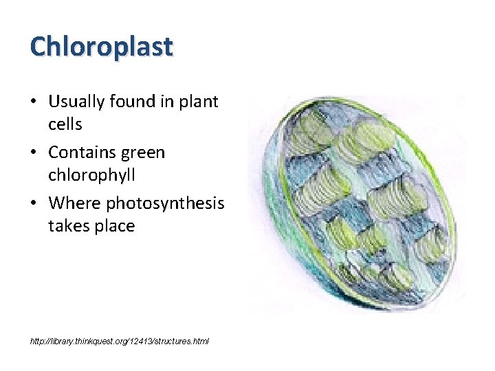 Chloroplast • Usually found in plant cells • Contains green chlorophyll • Where photosynthesis