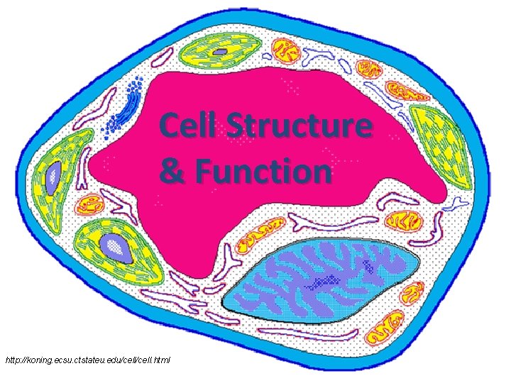 Cell Structure & Function http: //koning. ecsu. ctstateu. edu/cell. html 