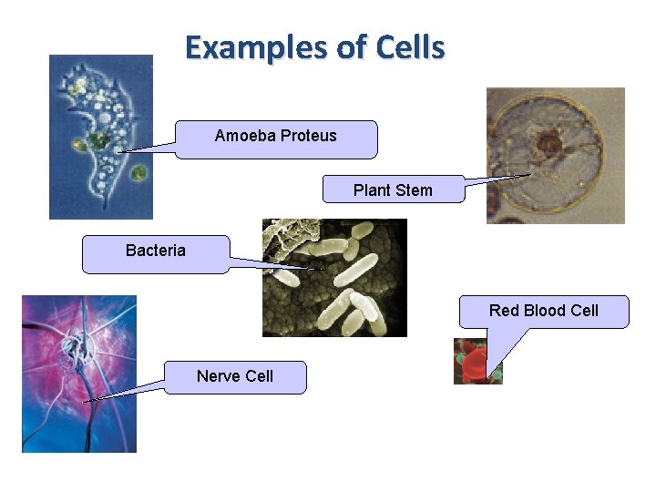 Examples of Cells Amoeba Proteus Plant Stem Bacteria Red Blood Cell Nerve Cell 