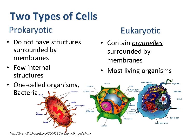 Two Types of Cells Prokaryotic • Do not have structures surrounded by membranes •