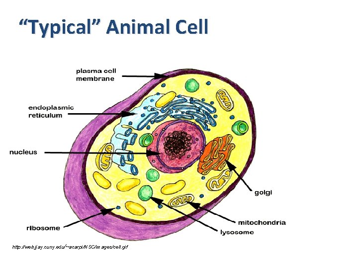 “Typical” Animal Cell http: //web. jjay. cuny. edu/~acarpi/NSC/images/cell. gif 