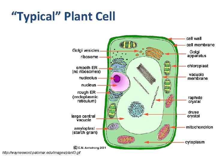 “Typical” Plant Cell http: //waynesword. palomar. edu/images/plant 3. gif 