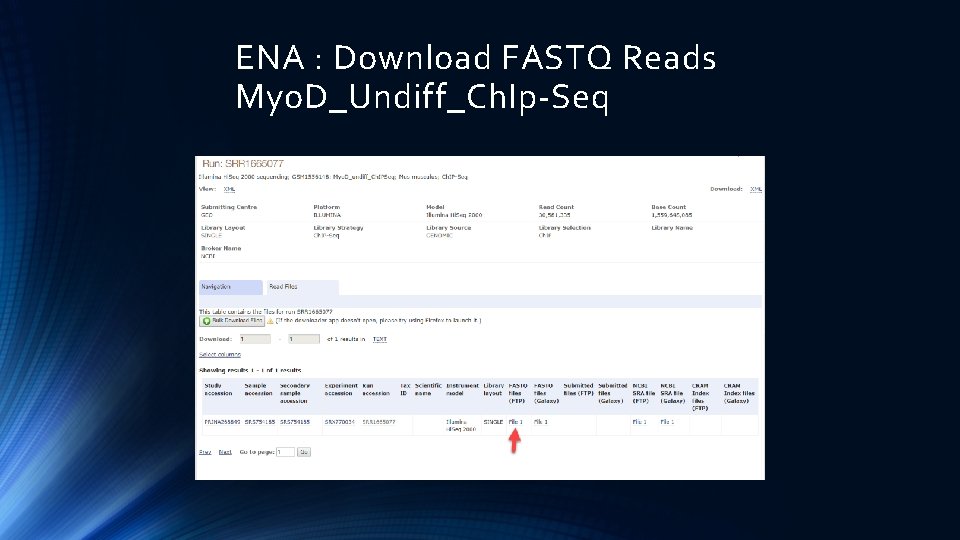 ENA : Download FASTQ Reads Myo. D_Undiff_Ch. Ip-Seq 