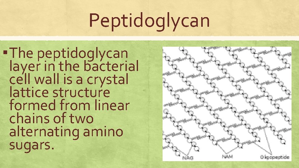 Peptidoglycan ▪ The peptidoglycan layer in the bacterial cell wall is a crystal lattice