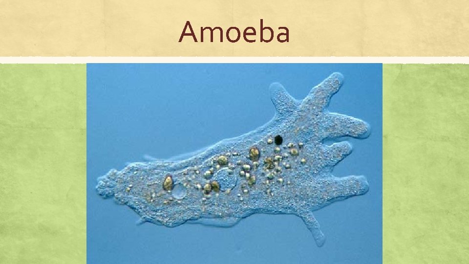 Amoeba 