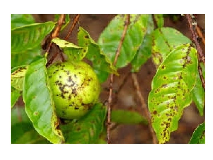 Guavan Insecto Centurion UNIVERSITY INSECT PESTS OF GUAVA Centurion University