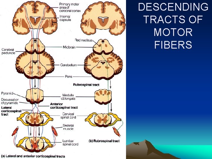 DESCENDING TRACTS OF MOTOR FIBERS 