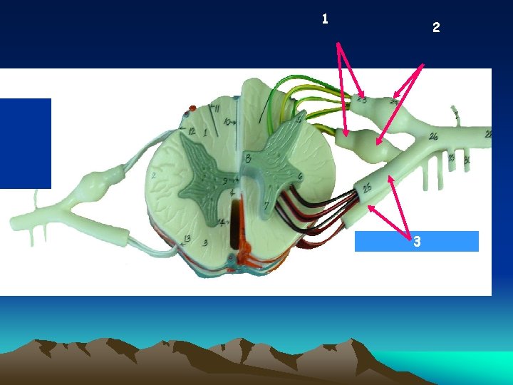 1 2 Dorsal root 4 3 3 