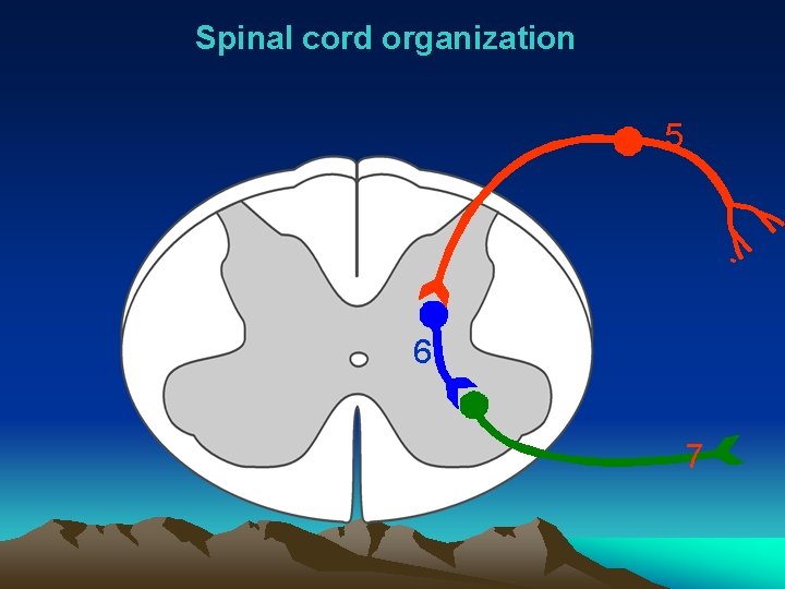 Spinal cord organization 5 6 7 