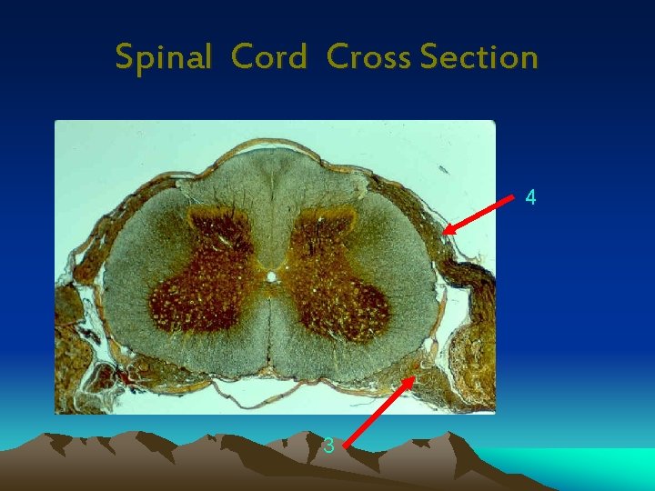 Spinal Cord Cross Section 4 3 