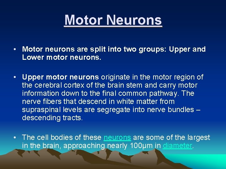 Motor Neurons • Motor neurons are split into two groups: Upper and Lower motor