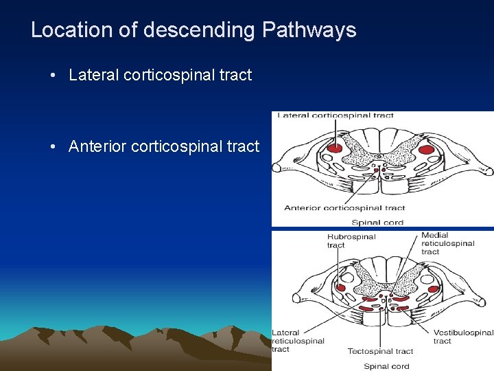 Location of descending Pathways • Lateral corticospinal tract • Anterior corticospinal tract 