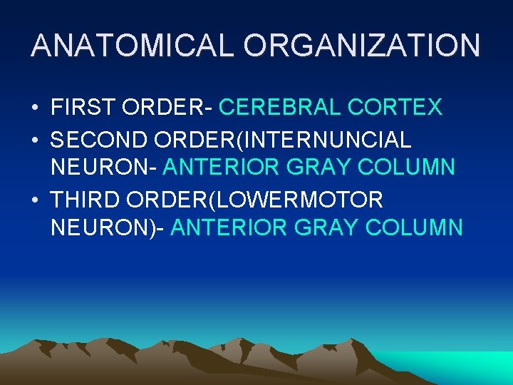 ANATOMICAL ORGANIZATION • FIRST ORDER- CEREBRAL CORTEX • SECOND ORDER(INTERNUNCIAL NEURON- ANTERIOR GRAY COLUMN