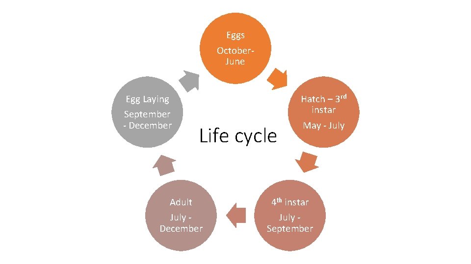 Eggs October. June Egg Laying September - December Life cycle Adult July December Hatch