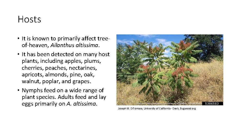 Hosts • It is known to primarily affect treeof-heaven, Ailanthus altissima. • It has