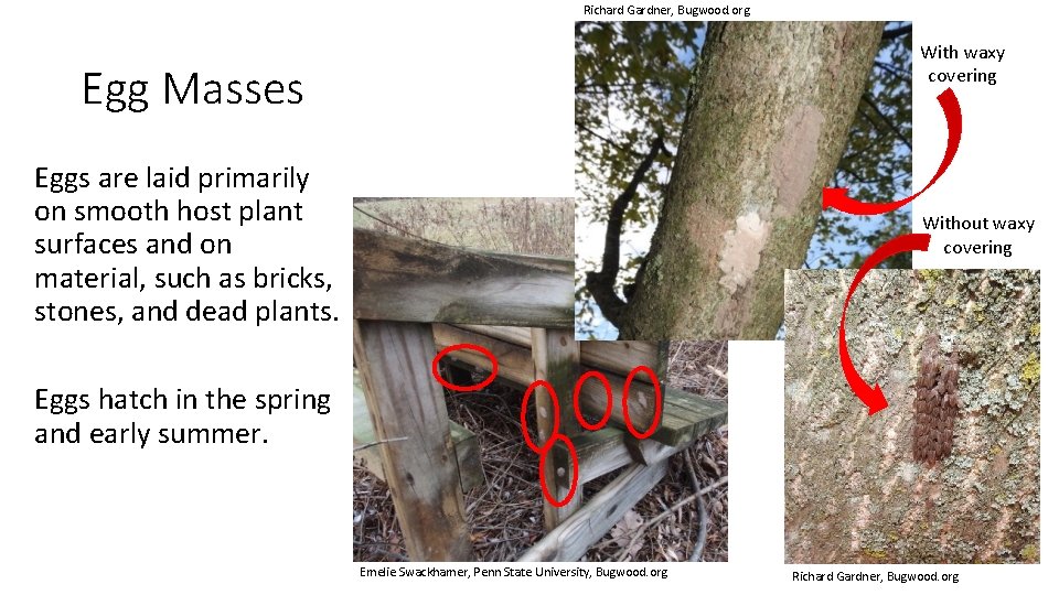 Richard Gardner, Bugwood. org With waxy covering Egg Masses Eggs are laid primarily on