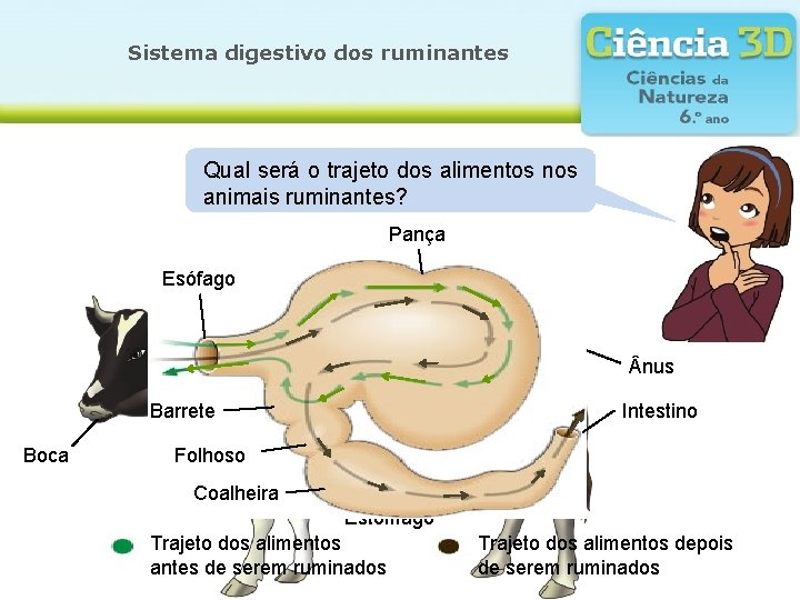 Sistema digestivo dos ruminantes Será Qual que seráoosistema trajeto dos digestivo alimentos é igual