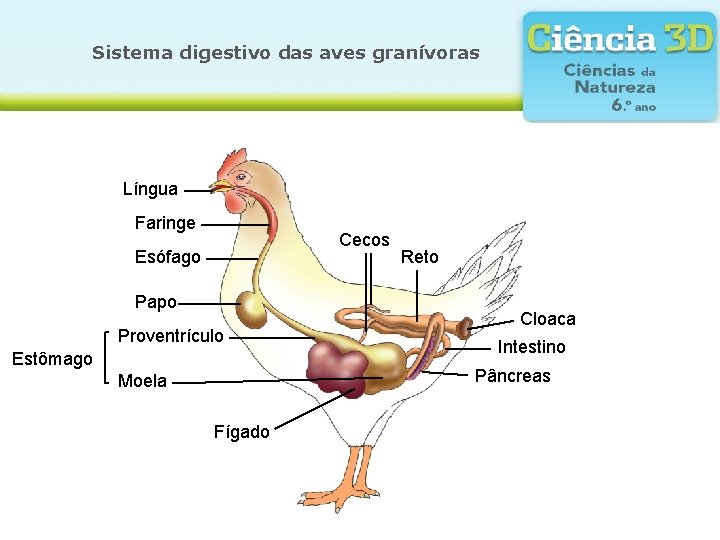 Sistema digestivo das aves granívoras Língua Faringe Cecos Esófago Papo Proventrículo Estômago Reto Cloaca