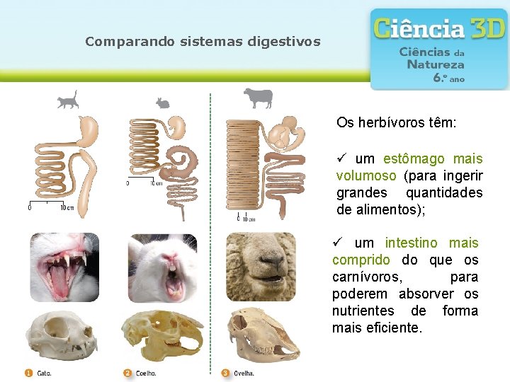 Comparando sistemas digestivos Os herbívoros têm: ü um estômago mais volumoso (para ingerir grandes