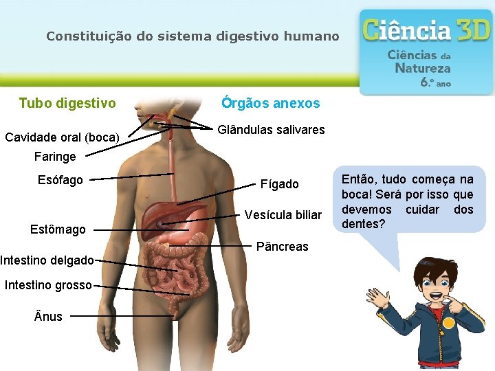 Constituição do sistema digestivo humano Tubo digestivo Cavidade oral (boca) Órgãos anexos Glândulas salivares