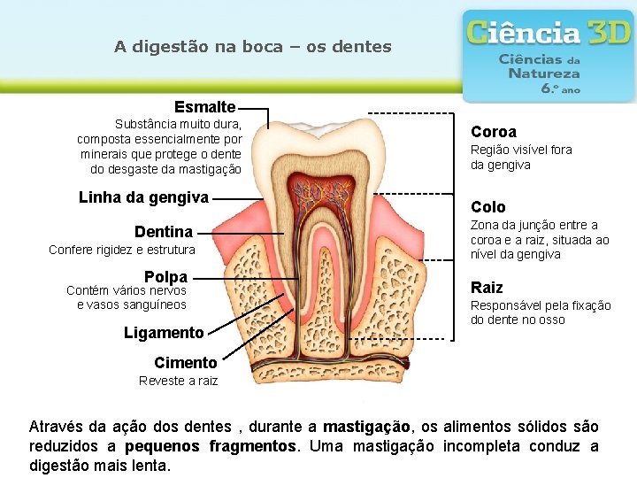 A digestão na boca – os dentes Esmalte Substância muito dura, composta essencialmente por