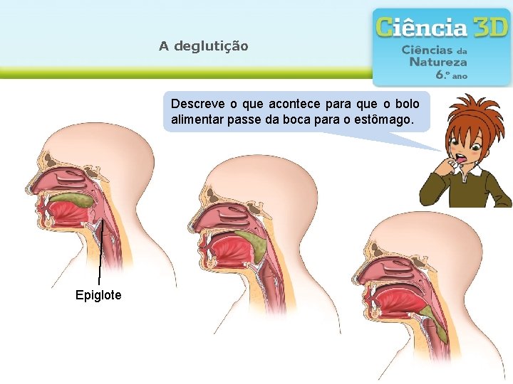 A deglutição Descreve o que acontece para que o bolo alimentar passe da boca