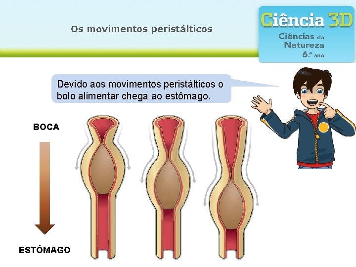 Os movimentos peristálticos Devido aos movimentos peristálticos o bolo alimentar chega ao estômago. BOCA