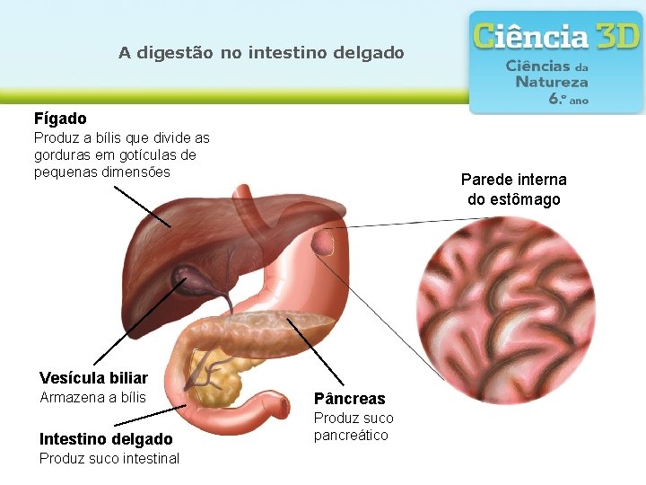 A digestão no intestino delgado Fígado Produz a bílis que divide as gorduras em