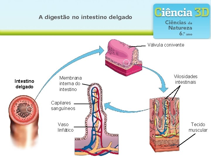 A A digestão no no intestino delgado Válvula conivente Intestino delgado Válvulas coniventes Membrana