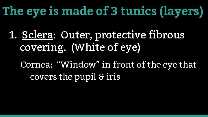 The eye is made of 3 tunics (layers) 1. Sclera: Outer, protective fibrous covering.
