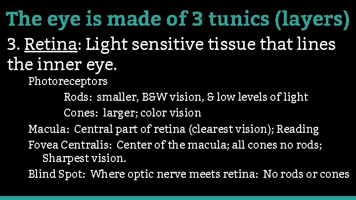 The eye is made of 3 tunics (layers) 3. Retina: Light sensitive tissue that