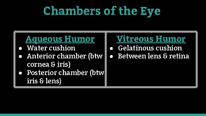 Chambers of the Eye Aqueous Humor Vitreous Humor ● Water cushion ● Gelatinous cushion