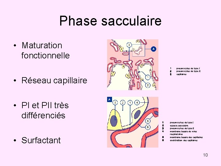 Phase sacculaire • Maturation fonctionnelle 1 2 3 • Réseau capillaire pneumocytes de type