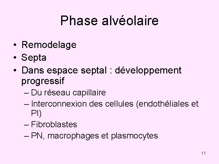 Phase alvéolaire • Remodelage • Septa • Dans espace septal : développement progressif –