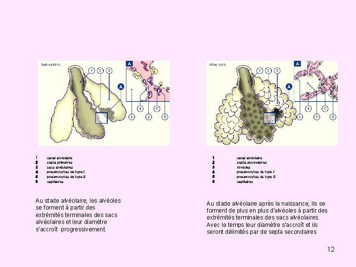 1 2 3 4 5 6 canal alvéolaire septa primaires sacs alvéolaires pneumocytes de