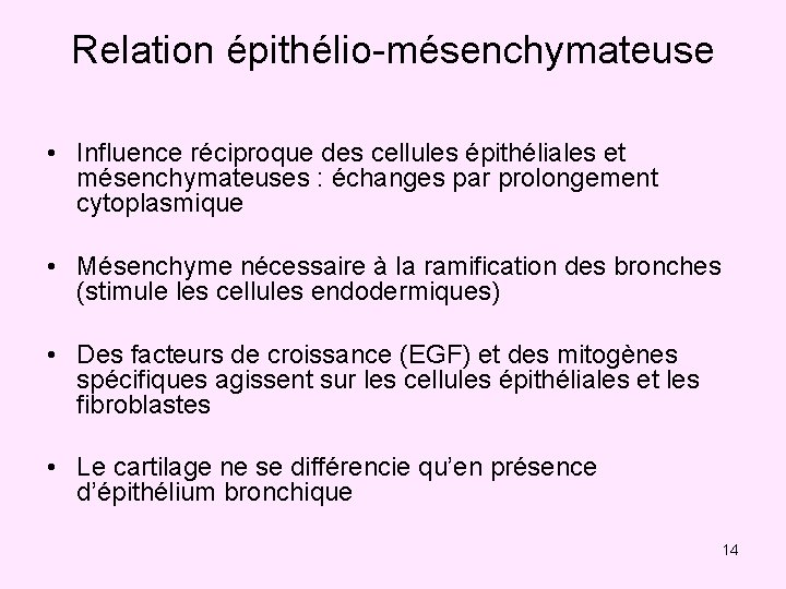 Relation épithélio-mésenchymateuse • Influence réciproque des cellules épithéliales et mésenchymateuses : échanges par prolongement