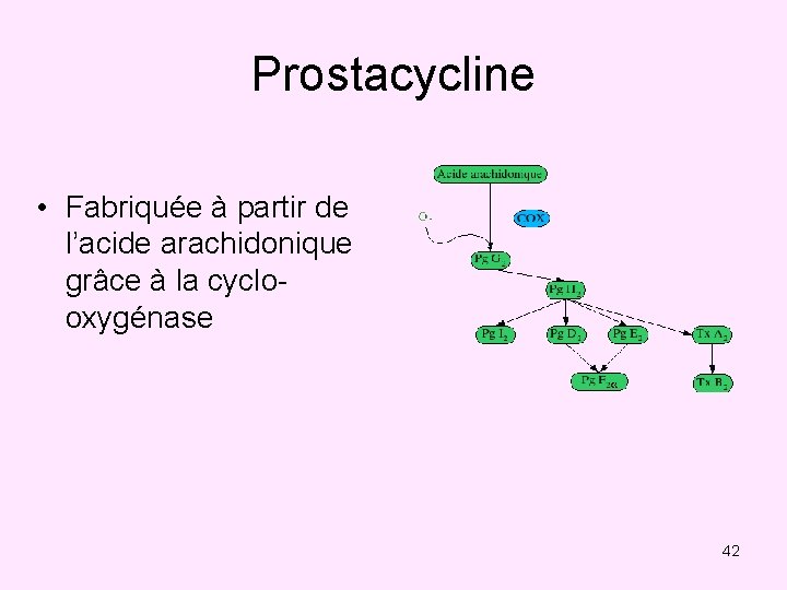 Prostacycline • Fabriquée à partir de l’acide arachidonique grâce à la cyclooxygénase 42 