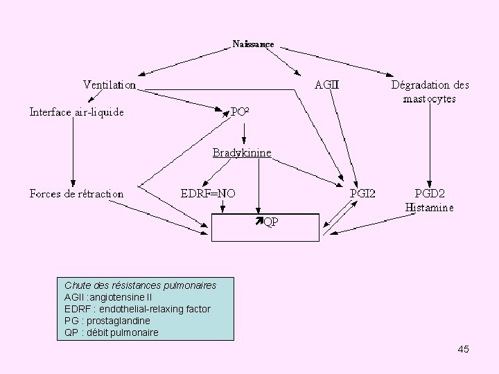 Chute des résistances pulmonaires AGII : angiotensine II EDRF : endothelial-relaxing factor PG :