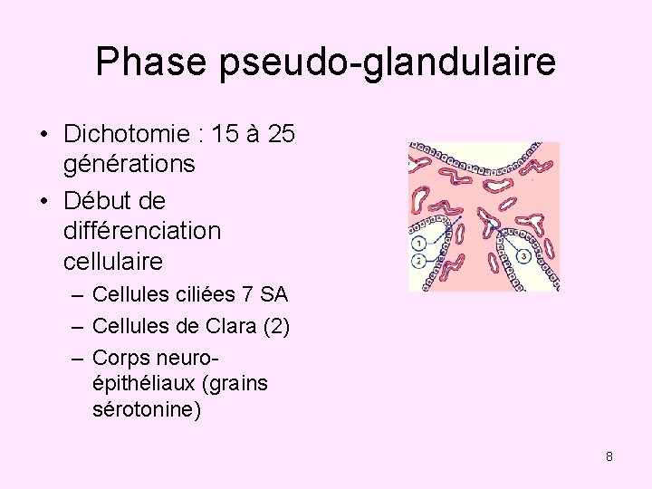 Phase pseudo-glandulaire • Dichotomie : 15 à 25 générations • Début de différenciation cellulaire