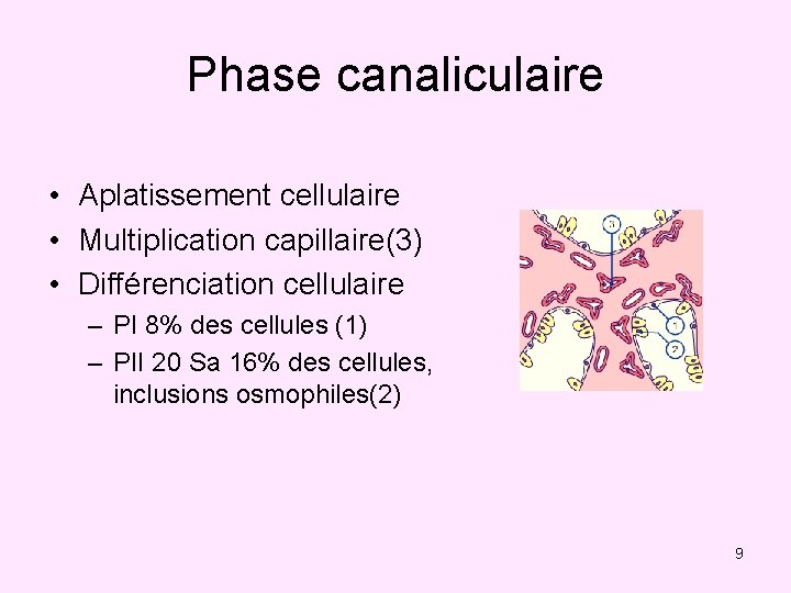 Phase canaliculaire • Aplatissement cellulaire • Multiplication capillaire(3) • Différenciation cellulaire – PI 8%