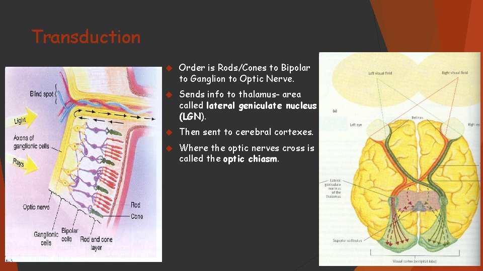 Transduction Order is Rods/Cones to Bipolar to Ganglion to Optic Nerve. Sends info to