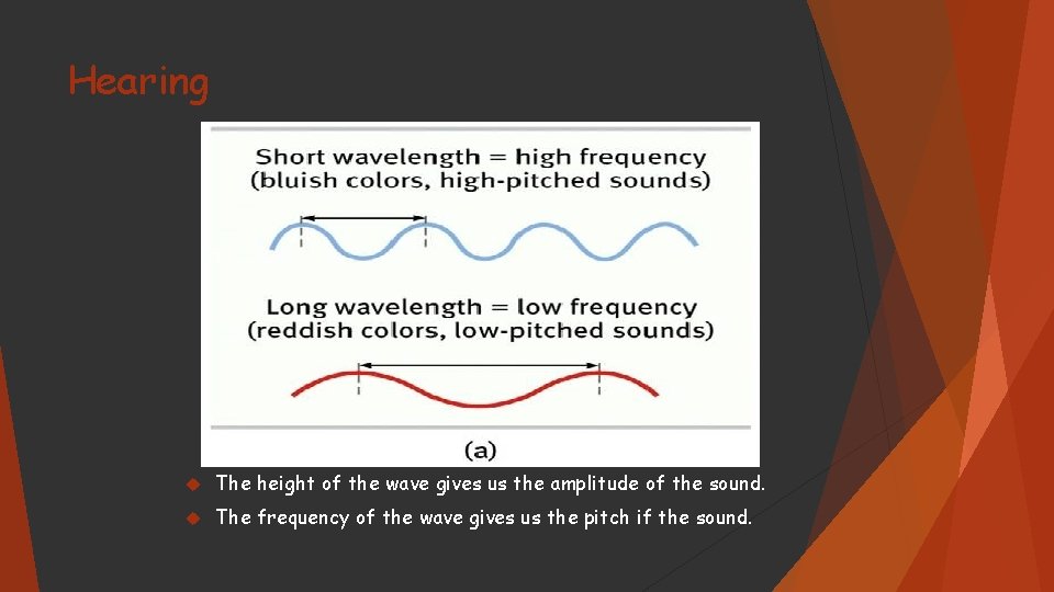 Hearing The height of the wave gives us the amplitude of the sound. The