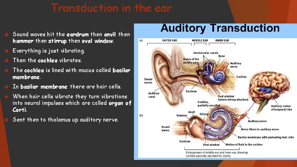 Transduction in the ear Sound waves hit the eardrum then anvil then hammer then