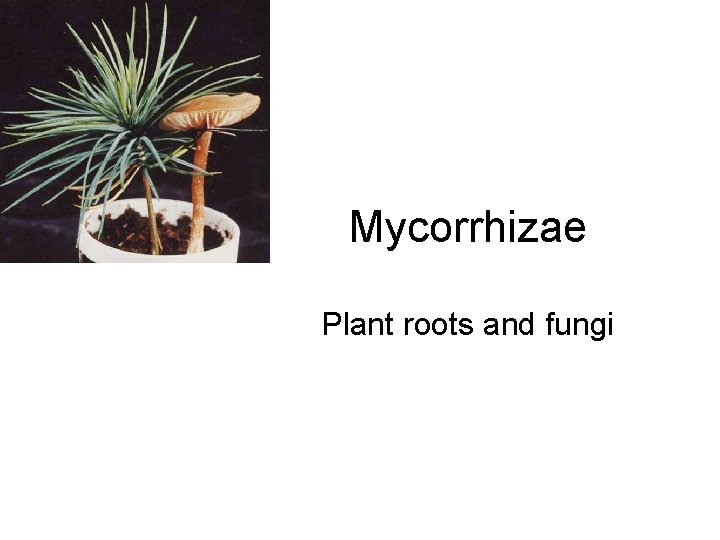 Mycorrhizae Plant roots and fungi 