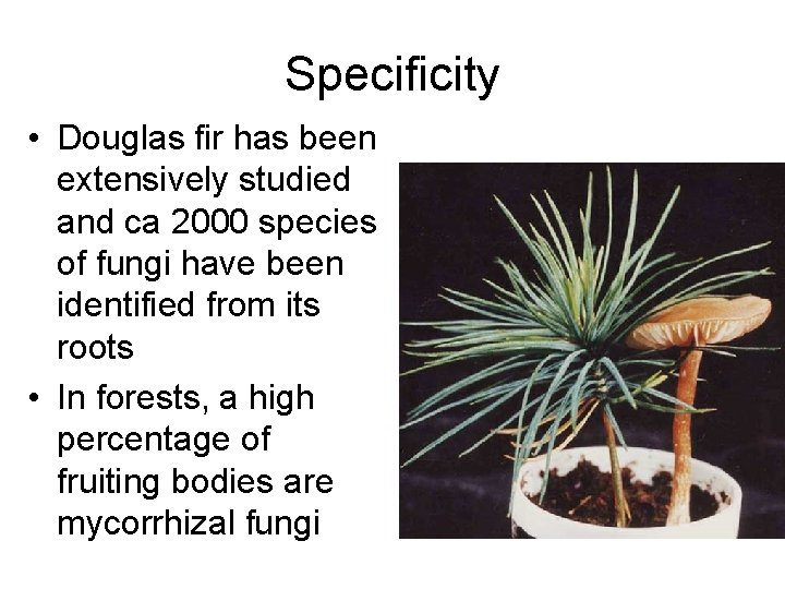 Specificity • Douglas fir has been extensively studied and ca 2000 species of fungi