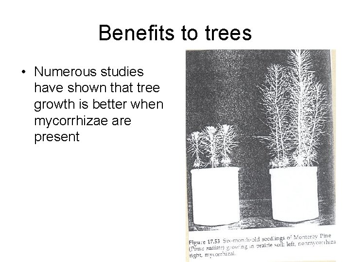 Benefits to trees • Numerous studies have shown that tree growth is better when