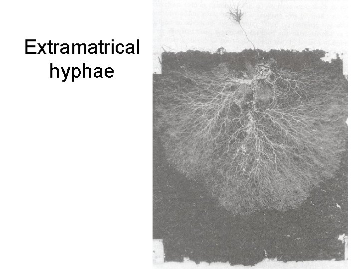 Extramatrical hyphae 