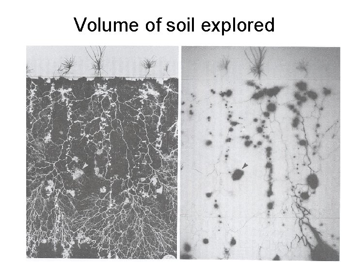Volume of soil explored 