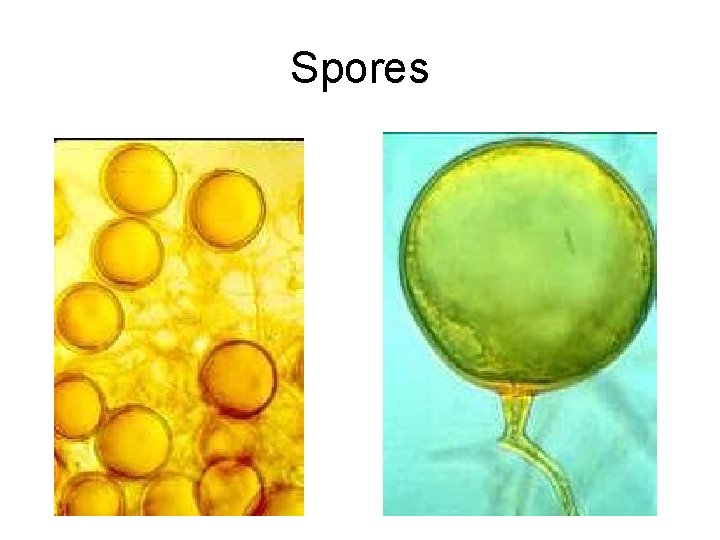 Spores 